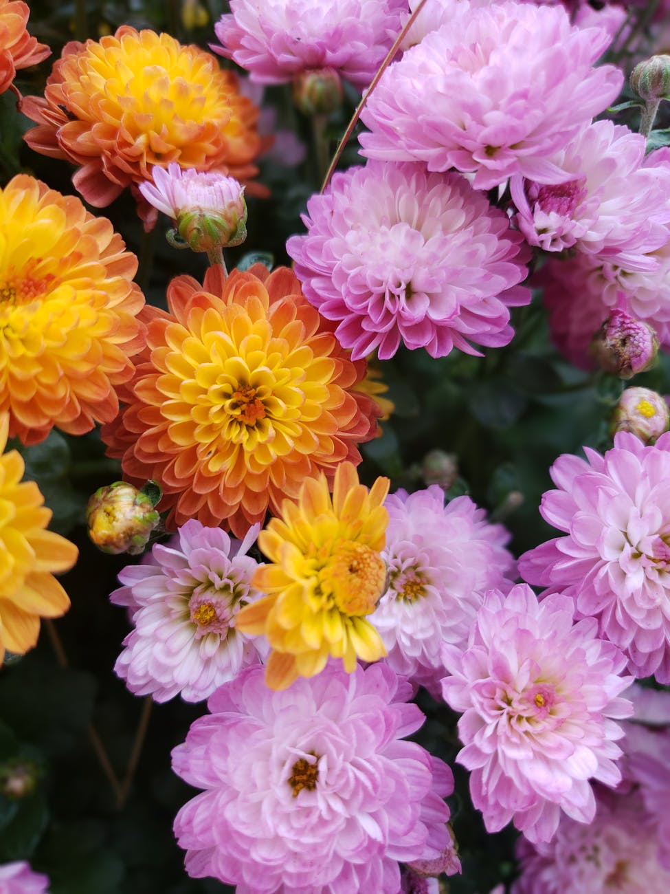 photo of yellow and purple flowers